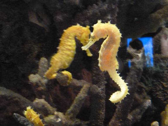 Tanque com cavalos-marinhos no Aquário de Monterey, no litoral da Califórnia, nos Estados Unidos